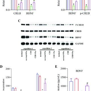 Role Of Pte In Cih Induced Oxidative Stress In Mice A Mrna Levels Of