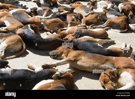 A Pack Of Sleeping Hunting Dogs Stock Photo Alamy
