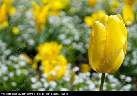 Gelbe Tulpe Mit Geringer Tiefenschärfe Lizenzfreies Bild 7110581