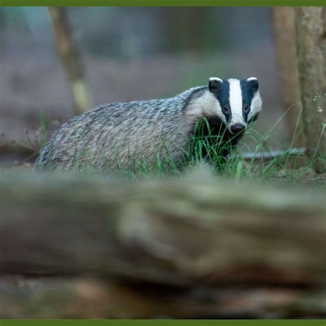 Badger Surveys Protected Species Greenlight Environmental