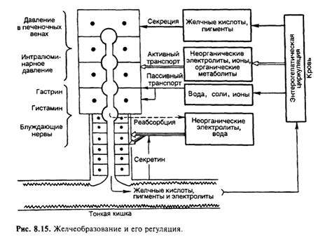 4.Желчеобразование, его регуляция. Состав и функции желчи.