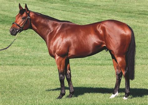 Equiano - Stallion | Breednet