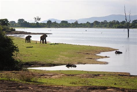 Udawalawe National Park - LANKA EXCURSIONS HOLIDAYS