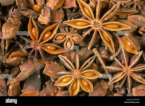 Aniseed Tree Star Anise Illicium Verum Fruit Stock Photo Alamy