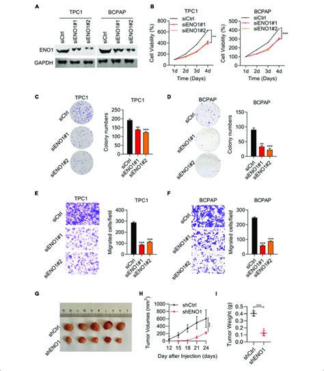 Downregulation Of Eno Suppresses Cell Proliferation Invasion And