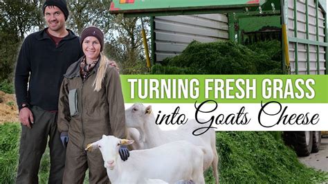 Zero Grazing For Organic Goats Youtube