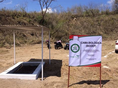 II Reunión Anual Actividades de campo Campo limpio Amocali A C