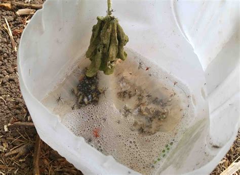 squash bugs   town squash practice