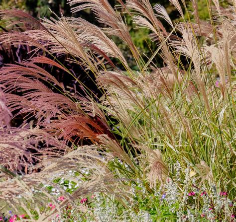 Miscanthus Sinensis New Hybrids Japanese Grass Mix Seedscape