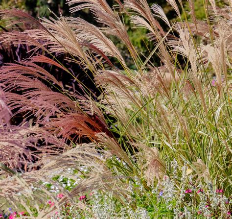 Miscanthus sinensis 'New Hybrids' JAPANESE GRASS MIX - SeedScape