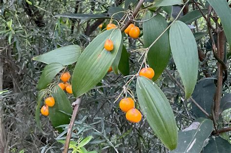 Wombat Berry From Jarrahmond VIC 3888 Australia On September 16 2021