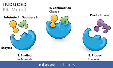 Enzymes Vector Illustrations Royalty Free Vector Graphics And Clip Art Istock