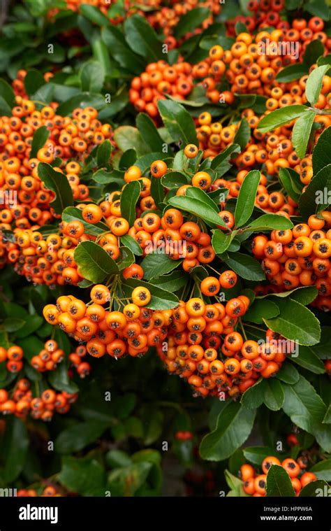 Pyracantha hedge hi-res stock photography and images - Alamy