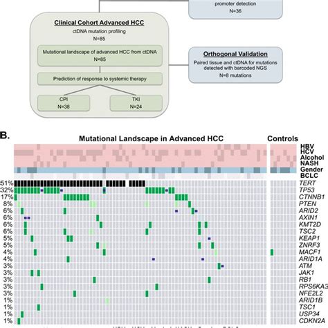 Ctdna Mutation Profiling In Advanced Hcc A Overview Of The Study