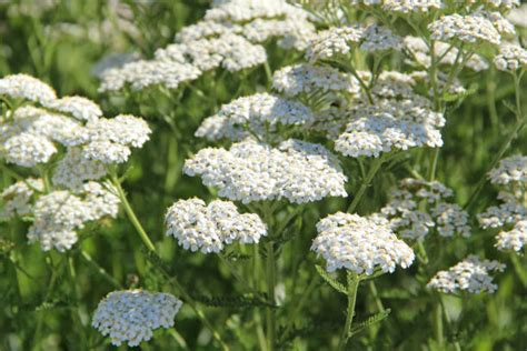 Free Picture A Yarrow Herb Achillea Millefolium Close Up Of A White