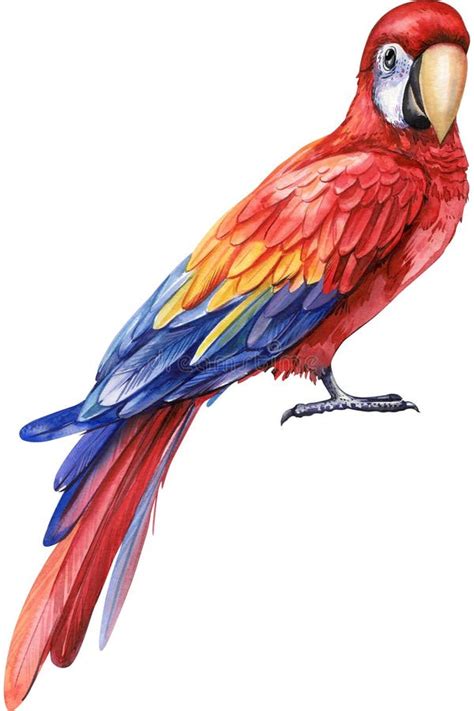 Watercolor Colored Bird Parrot Red Macaw White Isolated Background