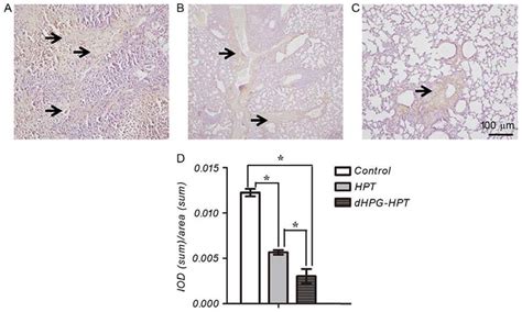 The Expression Of Vegf In The Tissue Samples Of A The Control Group