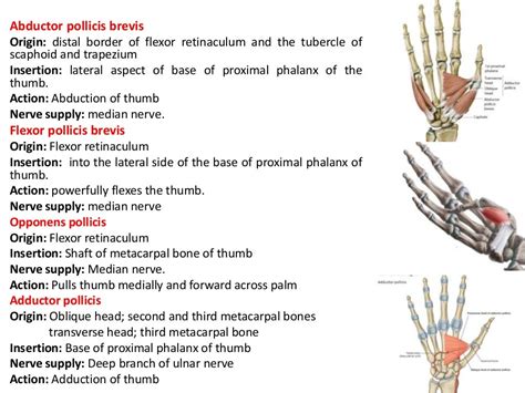 10 Anatomy Of The Palm Of The Hand