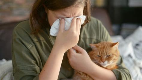 La Alergia Al Pelo Del Gato