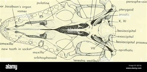 Chordate Morphology Morphology Animals Chordata Fronta Foramen