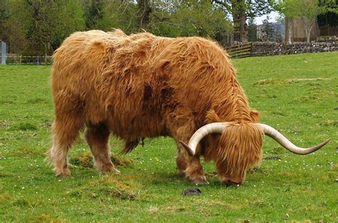 Free Highland Cow Stock Photo - FreeImages.com