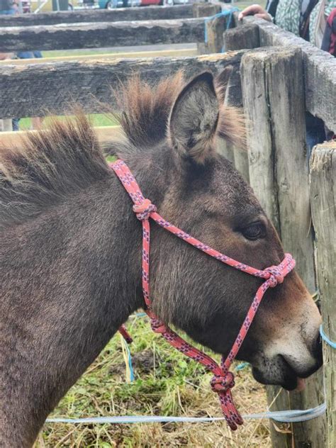 A Fant Ass Tic Day Out At Yarra Ranges Donkey Festival Lilydale Star Mail