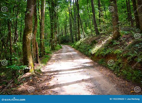 A Dirt Road Through The Woods In The Mountains Stock Image Image Of