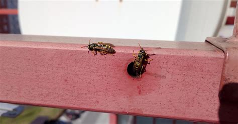 Osy i szerszenie nie lubią tych zapachów Tak przegonisz je raz na