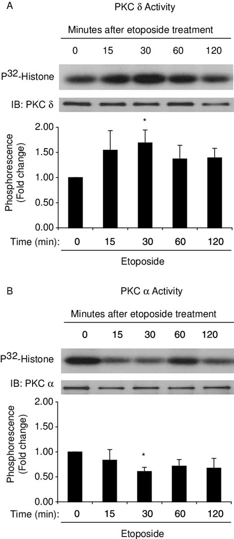 In Vitro Kinase Assay Of Pkcd And A Activities Following Etoposide