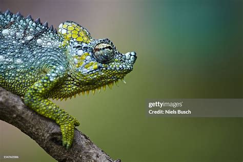 Camelion High-Res Stock Photo - Getty Images