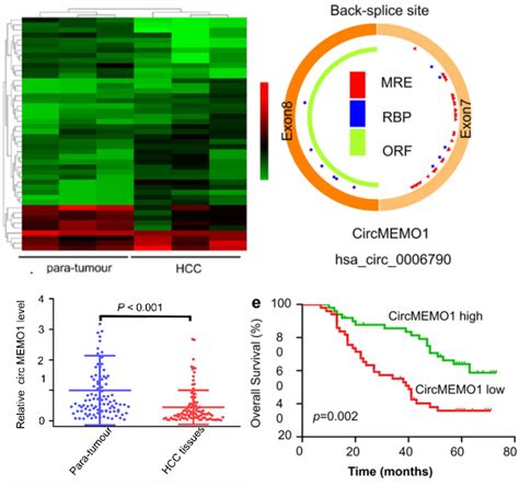 Molecular Cancer最新发表应用arraystar Circular Rna芯片研究肝癌的文章 康成生物丨数谱生物