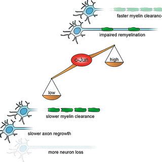 Schematic Representation Of The Consequences Of Low Or High C Jun