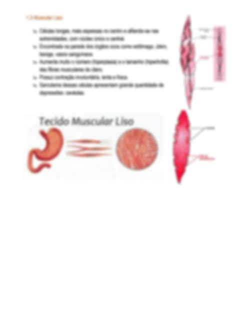 Solution Tecido Muscular Histologia Studypool