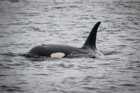 Toothed Whales - Ocean Animals