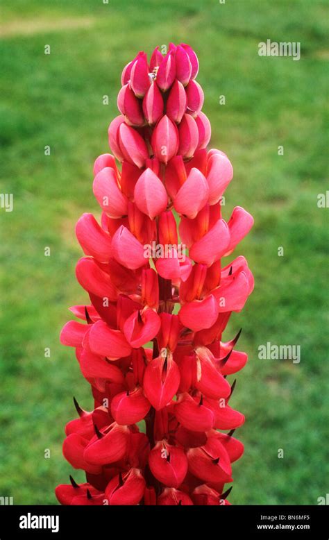 Lupinus Towering Inferno Lupin Lupins Red Flower Flowers Garden Stock