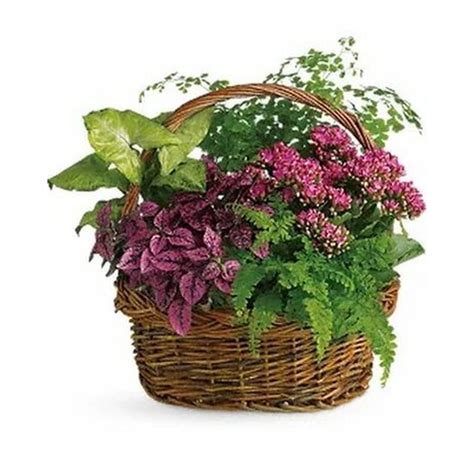 Potted Spring Florist And Flower Shop Calgary Flower Delivery Calgary