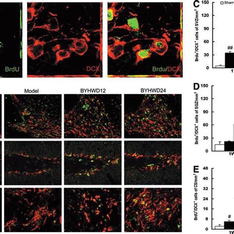 Buyang Huanwu Decoction BYHWD Promotes Neural Precursor Cells NPCs