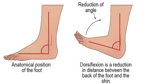 Dorsiflexion What Is It And Why Does It Matter Ankle Dorsiflexion