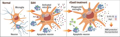 Gas6 Promotes Microglia Efferocytosis And Suppresses Inflammation