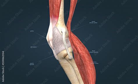 Knee joint anatomy, different structures in and around the knee. Stock ...