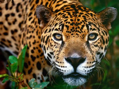 Jaguars Make A Comeback In Yucatán The Yucatan Times