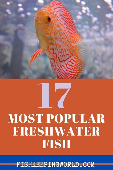 Most Popular Freshwater Fish Freshwater Fish Fresh Water