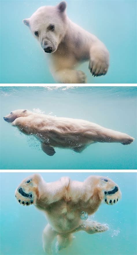 Polar Bear Swimming By Olga Gladysheva Baby Polar Bears Cute Baby