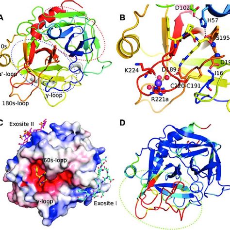 Models Of Protein Allostery A The Classic Model Of Allostery