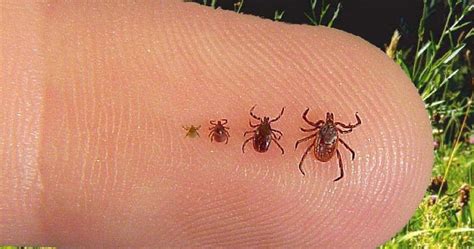 It’s Tick Season Here’s What You Need To Know About Lyme Disease Phillyvoice