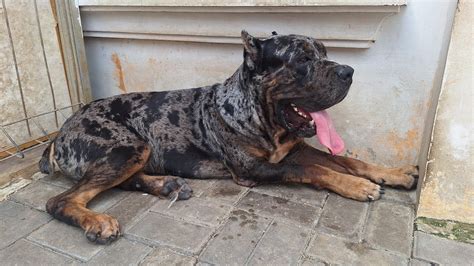 Satu Satunya Cane Corso Merle Di Indonesia Puppy Cane Corso Warna