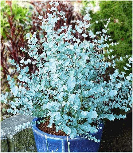 BALDUR Garten Winterharter Eukalyptus Azura Blaugummibaum 1 Pflanze