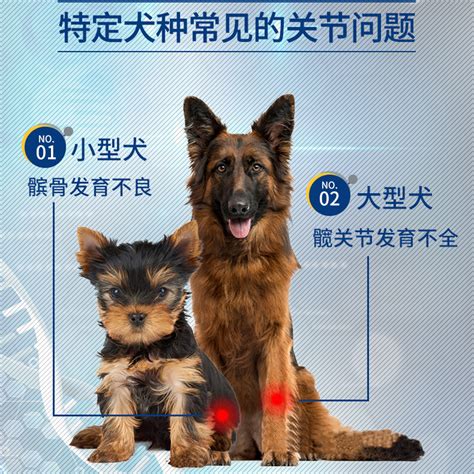 医仕高骨骼宝狗狗髋关节修复损伤疼痛关节生猫咪宠物犬鲨鱼软骨素虎窝淘