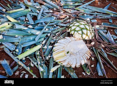 Harvesting Agave. Agave divided into two, plantation of blue Agave in ...