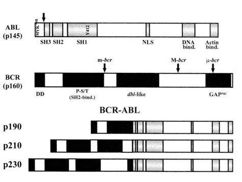 Pdf The Diversity Of Bcr Abl Fusion Proteins And Their Relationship